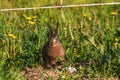 Young hare eats grass and dandelion leafs Royalty Free Stock Photo