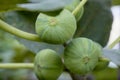 Closeup Ripening Striped Fig Tree