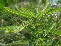 Selective Focus of Phyllanthus Niruri or Gale of the Wind Plant at the Field During the Day Royalty Free Stock Photo
