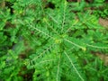 Selective Focus of Phyllanthus Niruri or Gale of the Wind Plant at the Field During the Day Royalty Free Stock Photo