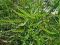 Selective Focus of Phyllanthus Niruri or Gale of the Wind Plant at the Field During the Day Royalty Free Stock Photo
