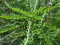 Selective Focus of Phyllanthus Niruri or Gale of the Wind Plant at the Field During the Day Royalty Free Stock Photo