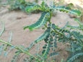 Selective Focus of Phyllanthus Niruri or Gale of the Wind Plant at the Field During the Day Royalty Free Stock Photo