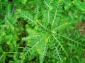 Selective Focus of Phyllanthus Niruri or Gale of the Wind Plant at the Field During the Day Royalty Free Stock Photo