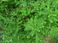Selective Focus of Phyllanthus Niruri or Gale of the Wind Plant at the Field During the Day Royalty Free Stock Photo