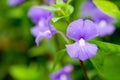 A selective focus picture of Blue Hawaii flower