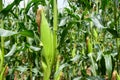 A selective focus picture of corn cob in organic corn field. Royalty Free Stock Photo