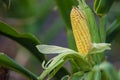 A selective focus picture of corn cob in organic corn field. The corn or Maize is bright green in the corn field. Waiting for Royalty Free Stock Photo