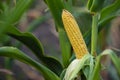 A selective focus picture of corn cob in organic corn field. The corn or Maize is bright green in the corn field. Waiting for Royalty Free Stock Photo