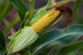 A selective focus picture of corn cob in organic corn field. The corn or Maize is bright green in the corn field. Waiting for Royalty Free Stock Photo