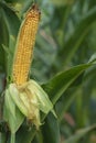 A selective focus picture of corn cob in organic corn field. The corn or Maize is bright green in the corn field. Waiting for Royalty Free Stock Photo