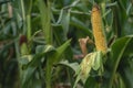 A selective focus picture of corn cob in organic corn field. The corn or Maize is bright green in the corn field. Waiting for Royalty Free Stock Photo