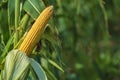 A selective focus picture of corn cob in organic corn field. The corn or Maize is bright green in the corn field. Waiting for Royalty Free Stock Photo