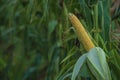 A selective focus picture of corn cob in organic corn field. The corn or Maize is bright green in the corn field. Waiting for Royalty Free Stock Photo