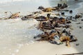 Selective focus picture of garbage and waste on the beach