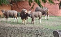 Selective focus Picture of a herd of wild buffalos