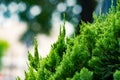 Selective focus picture of Sabina chinensis,Cypress