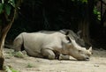 Sad Rhinoceros Royalty Free Stock Photo