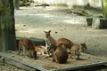 Wallabies at the farm Royalty Free Stock Photo
