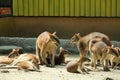 Wallabies at the farm Royalty Free Stock Photo