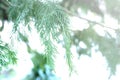 Selective focus pine leaves tree with lighting effect texture and background Royalty Free Stock Photo