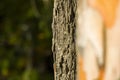 Selective focus of a pine tree bark against a blurred background with copy space Royalty Free Stock Photo