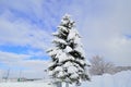 Pine Tree in Heavy Snow. Royalty Free Stock Photo