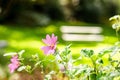 Selective focus of a pink common mallow (Malva sylvestris) flower in a garden in sunlight Royalty Free Stock Photo