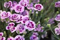 Selective focus of Pink Dianthus chinensis flower in the garden with natural soft light Royalty Free Stock Photo