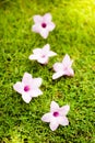 Selective focus of pink flower on green grass