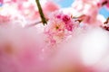 selective focus of pink flowers on branches of cherry