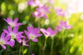 Selective focus of pink flowers rain lily with droplets on blurred green bokeh background Royalty Free Stock Photo