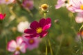 Selective focus of pink garden cosmos flowers growing in a filed Royalty Free Stock Photo