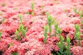 Selective focus of pink ixora flower