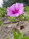 Selective focus of a pink Morning glory flower in the garden Royalty Free Stock Photo
