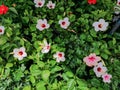 Selective focus pink and red Hibiscus flower bloom in the garden. Royalty Free Stock Photo