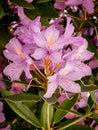 pink Rhododendron flowers with blurred background Royalty Free Stock Photo