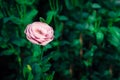 Selective focus of Pink Rose Garden in Vintage pastel color Royalty Free Stock Photo
