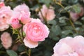 Selective focus pink roses with buds bloom in garden on blurred background of rose bushes. Bush of roses grows in courtyard. Royalty Free Stock Photo