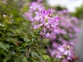 pink spiny spider flower (Cleome spinosa ) flowers with blurred background Royalty Free Stock Photo