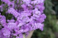 Selective focus of Pink Statice flowers (Limonium sinuatum) with natural soft light in the garden.