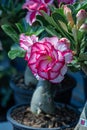Selective focus pink and white Adenium obesum flower in a garden.