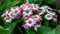 Selective focus of Pink and white bicolour daisy flower pericallis hybrid