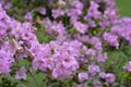 Selective focus of a Pink woodsorrel plants against a blurred background under sunlight