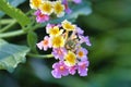 Selective focus of pink (Lantana camara) common lantana flowers in a garden in sunlight