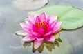 Selective focus on pink and yellow lotus pollen flower or Water Lily with blurred dragonfly Royalty Free Stock Photo