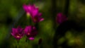 Selective focus of pink Zephyranthes Lily .pink rain lily spring flowers on blurred nature Bokeh background Royalty Free Stock Photo