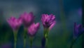 Selective focus of pink Zephyranthes Lily .pink rain lily spring flowers on blurred nature Bokeh background Royalty Free Stock Photo