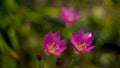 Selective focus of pink Zephyranthes Lily .pink rain lily spring flowers on blurred nature Bokeh background Royalty Free Stock Photo