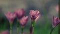 Selective focus of pink Zephyranthes Lily .pink rain lily spring flowers on blurred nature Bokeh background Royalty Free Stock Photo